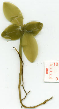 APII jpeg image of Fagraea cambagei  © contact APII