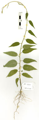 APII jpeg image of Jacquemontia paniculata  © contact APII