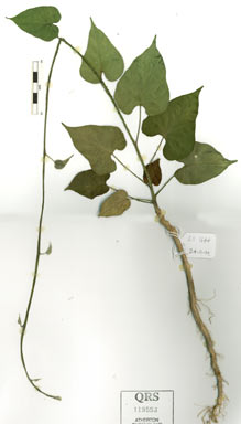 APII jpeg image of Ipomoea aculeata var. mollissima  © contact APII