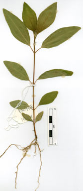 APII jpeg image of Melastoma malabathricum subsp. malabathricum  © contact APII