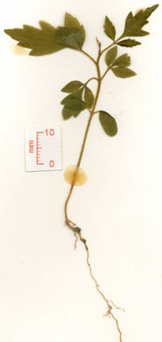 APII jpeg image of Synoum glandulosum subsp. paniculosum  © contact APII