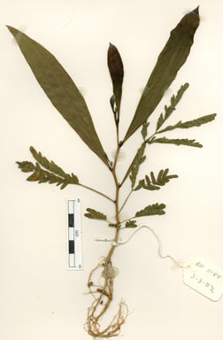 APII jpeg image of Acacia mangium  © contact APII