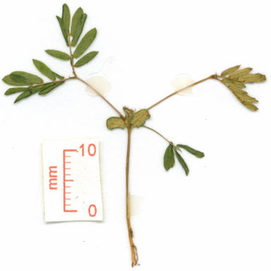 APII jpeg image of Mimosa pudica  © contact APII