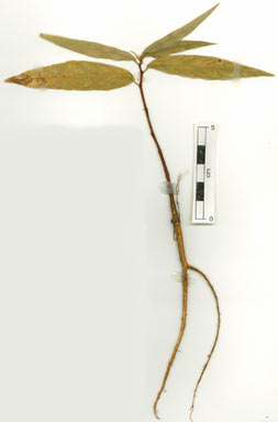 APII jpeg image of Ficus coronulata  © contact APII
