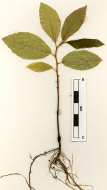 APII jpeg image of Ficus melinocarpa  © contact APII