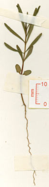 APII jpeg image of Asteromyrtus angustifolia  © contact APII