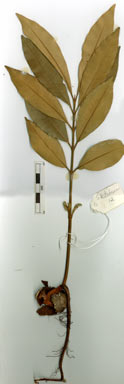 APII jpeg image of Calophyllum costatum  © contact APII