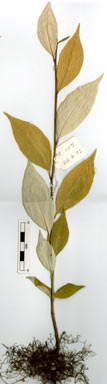 APII jpeg image of Elaeagnus triflora  © contact APII