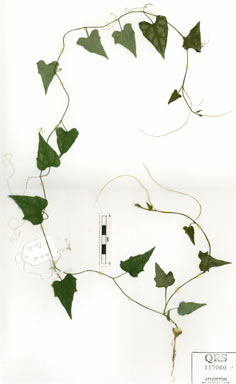 APII jpeg image of Trichosanthes pentaphylla  © contact APII