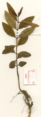 APII jpeg image of Decaspermum humile  © contact APII