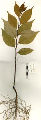 APII jpeg image of Endiandra acuminata  © contact APII