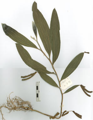 APII jpeg image of Acacia holosericea  © contact APII