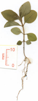APII jpeg image of Rhodomyrtus trineura subsp. capensis  © contact APII