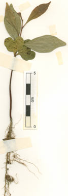 APII jpeg image of Ristantia gouldii  © contact APII