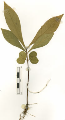 APII jpeg image of Ristantia pachysperma  © contact APII