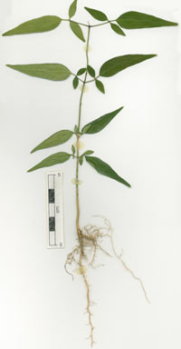 APII jpeg image of Jasminum didymum subsp. didymum  © contact APII