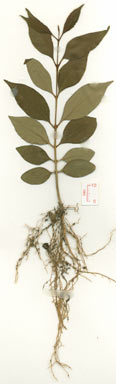 APII jpeg image of Ligustrum lucidum  © contact APII