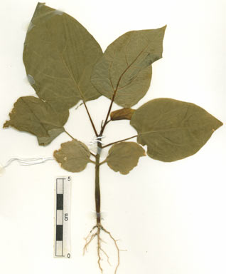 APII jpeg image of Adenia heterophylla subsp. australis  © contact APII