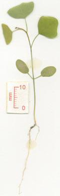 APII jpeg image of Passiflora herbertiana  © contact APII