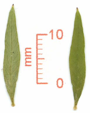 APII jpeg image of Auranticarpa ilicifolia  © contact APII