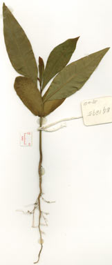 APII jpeg image of Darlingia ferruginea  © contact APII