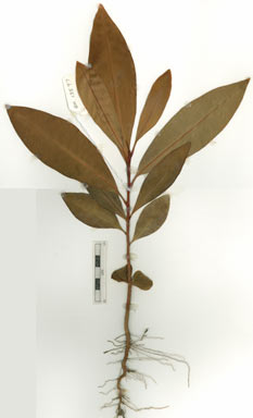 APII jpeg image of Placospermum coriaceum  © contact APII