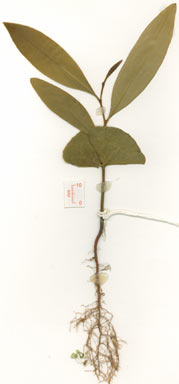 APII jpeg image of Stenocarpus reticulatus  © contact APII