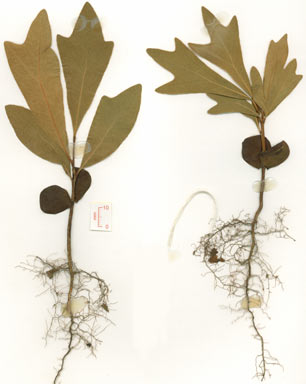 APII jpeg image of Stenocarpus sinuatus  © contact APII