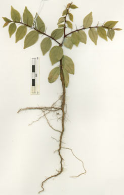 APII jpeg image of Ziziphus quadrilocularis  © contact APII