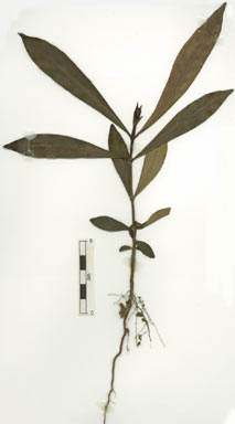 APII jpeg image of Atractocarpus sessilis  © contact APII