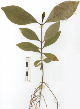 APII jpeg image of Psydrax lamprophylla f. latissima  © contact APII