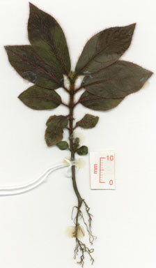 APII jpeg image of Lasianthus cyanocarpus  © contact APII
