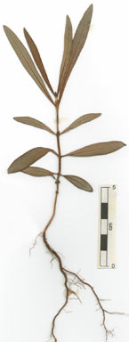 APII jpeg image of Psychotria daphnoides var. angustifolia  © contact APII
