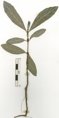 APII jpeg image of Psychotria loniceroides  © contact APII
