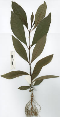 APII jpeg image of Psychotria sp. Mt Lewis (V.K.Moriarty 2445)  © contact APII