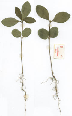 APII jpeg image of Triflorensia australis  © contact APII