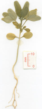 APII jpeg image of Melicope vitiflora  © contact APII