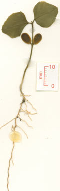 APII jpeg image of Murraya paniculata  © contact APII