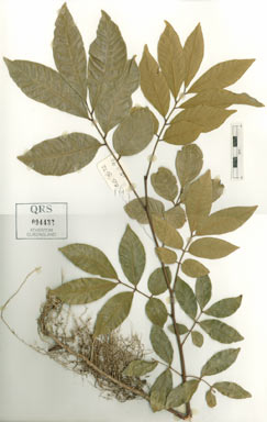 APII jpeg image of Dimocarpus longan subsp. longan  © contact APII