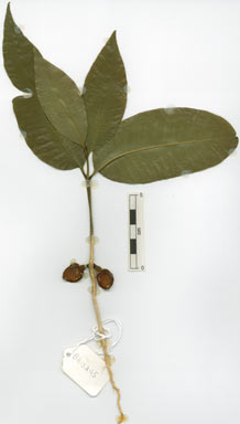 APII jpeg image of Lepisanthes senegalensis  © contact APII