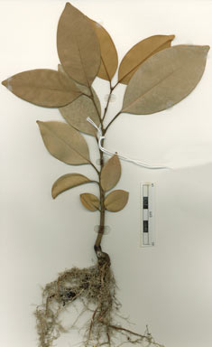 APII jpeg image of Mischocarpus pyriformis subsp. pyriformis  © contact APII