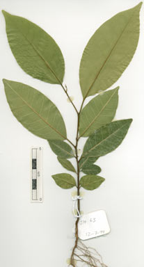 APII jpeg image of Mischocarpus stipitatus  © contact APII