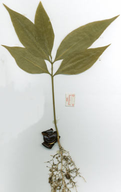 APII jpeg image of Rhysotoechia flavescens  © contact APII