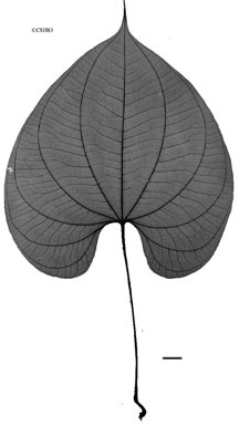 APII jpeg image of Dioscorea bulbifera var. bulbifera  © contact APII