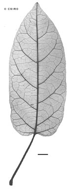 APII jpeg image of Leichhardtia jensenii  © contact APII