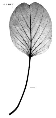 APII jpeg image of Ipomoea pes-caprae subsp. brasiliensis  © contact APII