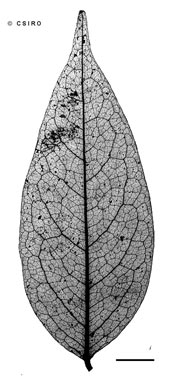 APII jpeg image of Rourea brachyandra  © contact APII