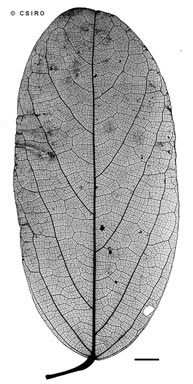 APII jpeg image of Carronia protensa  © contact APII