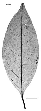 APII jpeg image of Salacia erythrocarpa  © contact APII