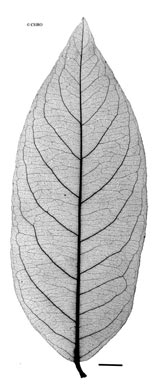 APII jpeg image of Combretum trifoliatum  © contact APII